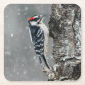 雪のダウンウッドペッカー – オリジナル写真 スクエアペーパーコースター (正面)