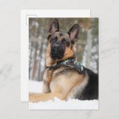 雪のドイツの羊飼い ポストカード (正面/裏面)