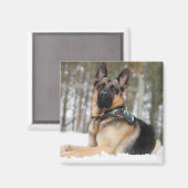 雪のドイツの羊飼い マグネット (正面/裏面)