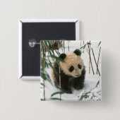 雪のパンダの子牛、臥龍、四川省、中国 缶バッジ (正面&裏面)