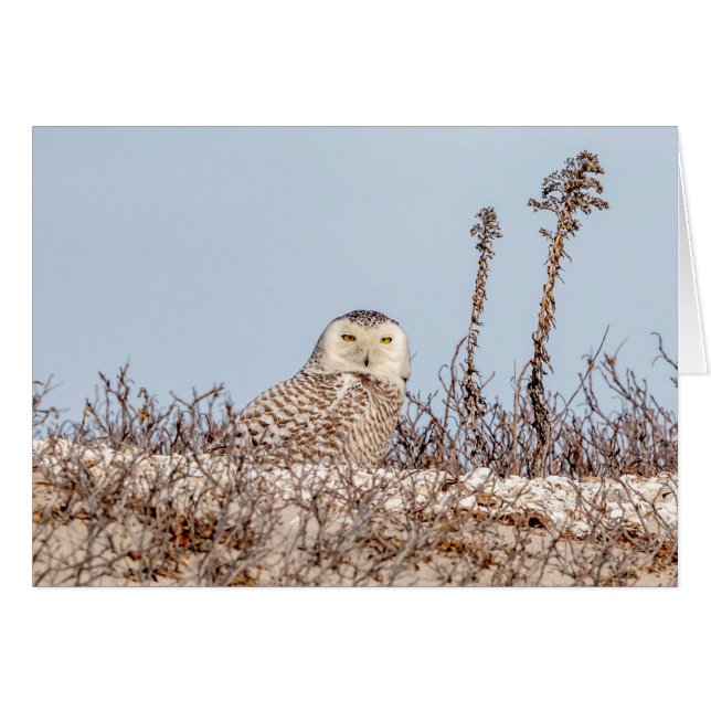 雪のフクロウがビーチ (正面横)