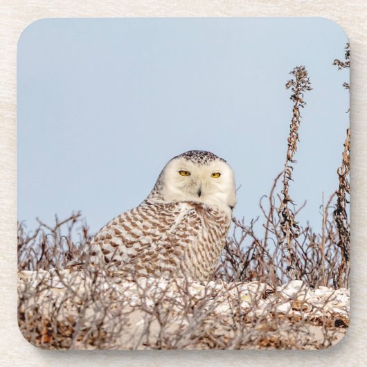 雪のフクロウがビーチ コースター (正面)
