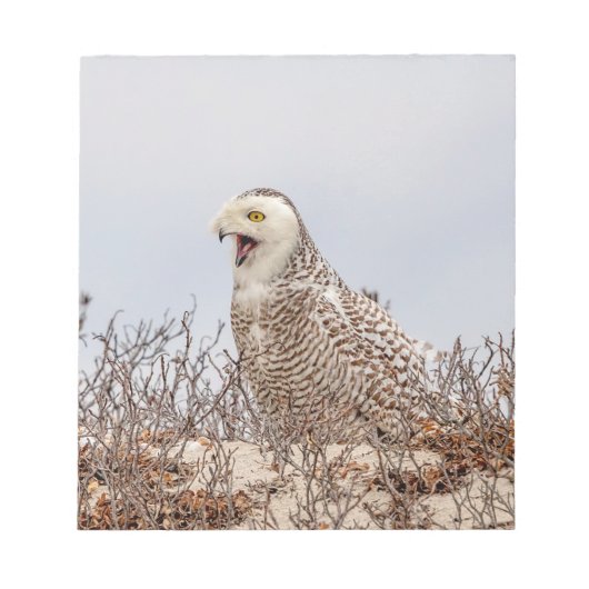 雪のフクロウがビーチ ノートパッド (正面)