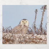 雪のフクロウがビーチ ビールラベル (シングルラベル)