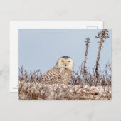 雪のフクロウがビーチ ポストカード (正面/裏面)