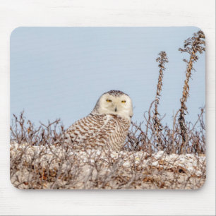 雪のフクロウがビーチ マウスパッド