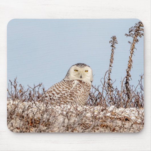 雪のフクロウがビーチ マウスパッド (正面)