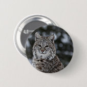 雪のボブキャット 缶バッジ (正面&裏面)