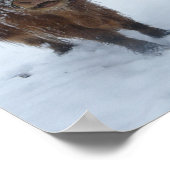 雪のポスターのハイランド牛 ポスター (角)