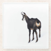 雪のミニマル上でアルパインシャモア山ヤギ ガラスコースター (正面)