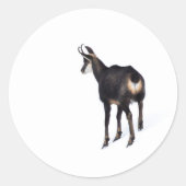 雪のミニマル上でアルパインシャモア山ヤギ ラウンドシール (正面)