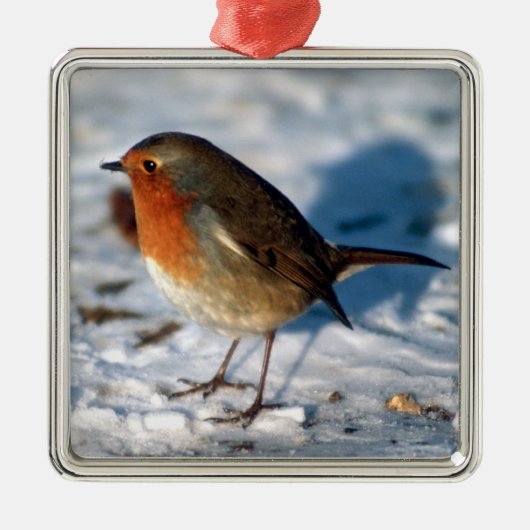 雪のメリークリスマスかわいく小さいロビン メタルオーナメント (正面)