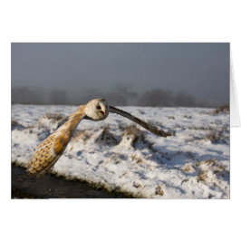 雪のメンフクロウ