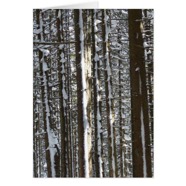 雪のモミ (正面)