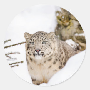 雪のユキヒョウ ラウンドシール