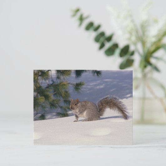 雪のリス ポストカード (スタンド正面)