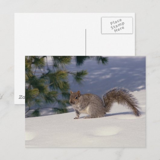 雪のリス ポストカード (正面/裏面)