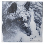 雪の一匹狼 タイル (正面)