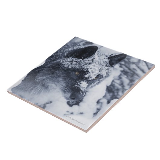 雪の一匹狼 タイル (側面)