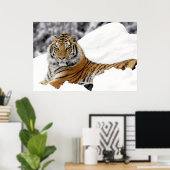 雪の上からあなたを見てベンガルタイガー ポスター (ホームオフィス)