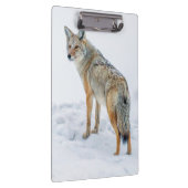 雪の上で警戒する クリップボード (右)