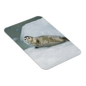 雪の上にかわいいハーバーシール マグネット (右側)