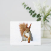 雪の上に座っている赤リス ポストカード (スタンド正面)