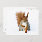 雪の上に座っている赤リス ポストカード (正面/裏面)