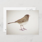 雪の上のスパロー1 ポストカード (正面/裏面)