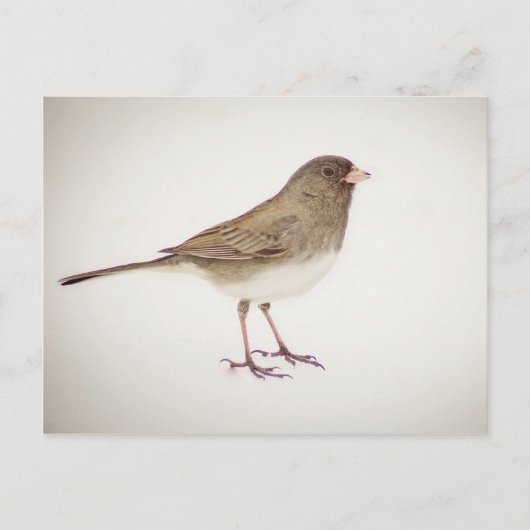 雪の上のスパロー1 ポストカード (正面)