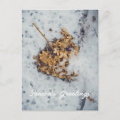 雪の上のホルテンシアの花 シーズンポストカード (正面)