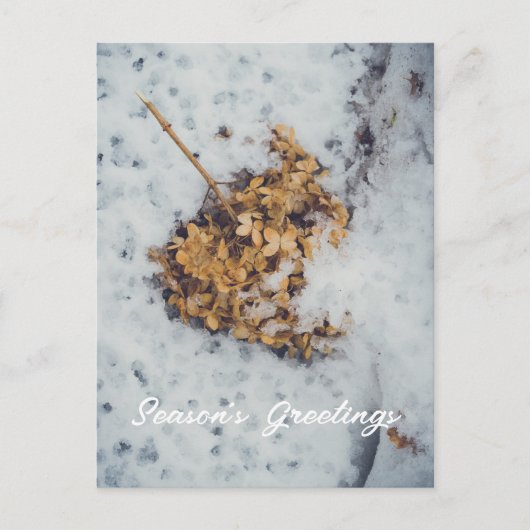 雪の上のホルテンシアの花 シーズンポストカード (正面)