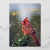 雪の上の常緑の陽気なクリスマス(鳥)ショウジョウコウカンチョウ 箔シーズンカード (正面)