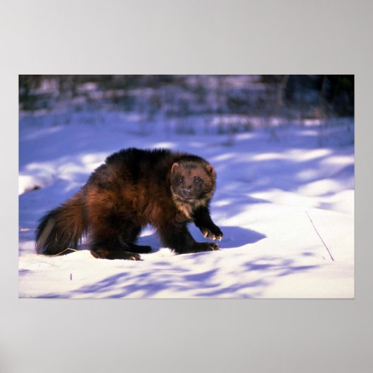 雪の上の狼 ポスター (正面)