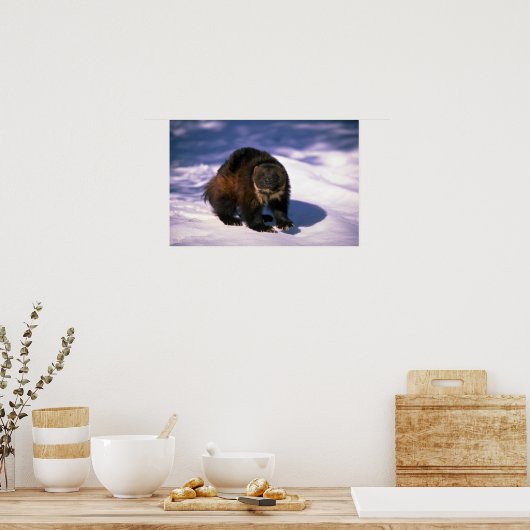 雪の上の狼 ポスター (キッチン)