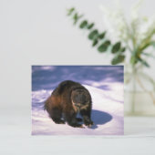 雪の上の狼 ポストカード (スタンド正面)