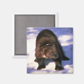 雪の上の狼 マグネット (正面/裏面)