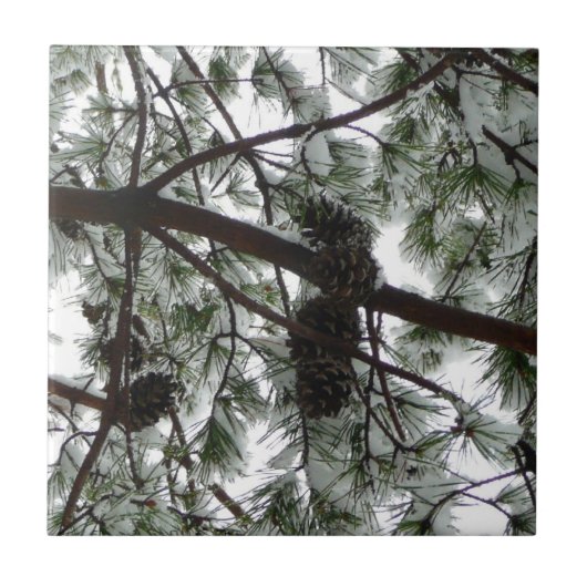 雪の下で松の木の冬の写真 タイル (正面)