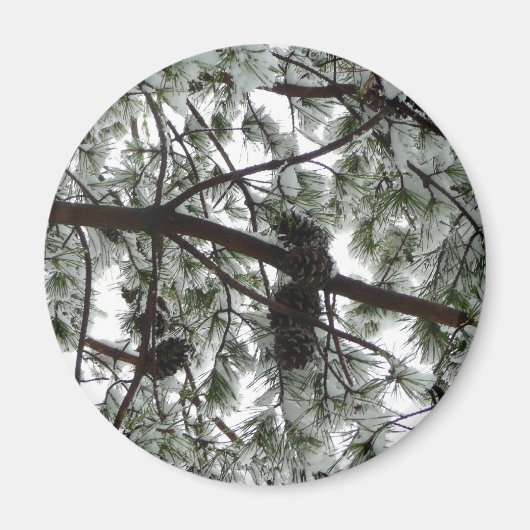 雪の下で松の木の冬の写真 マグネット (正面)