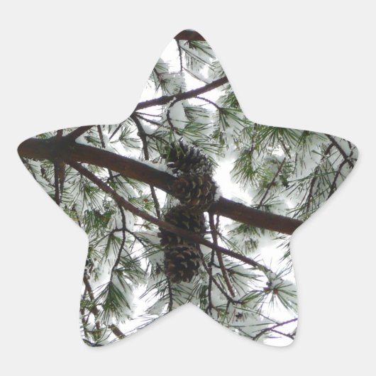 雪の下で松の木の冬の写真 星シール (正面)