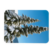 雪の下の松の木 マグネット (横)