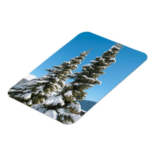 雪の下の松の木 マグネット (左側)