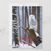 雪の不思議の国に賢きフクロウ シーズンカード (正面)