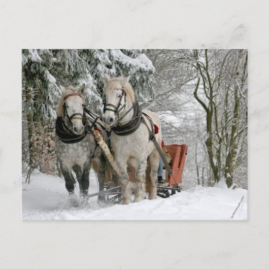 雪の中でそりを引く2頭の白い馬 ポストカード (正面)