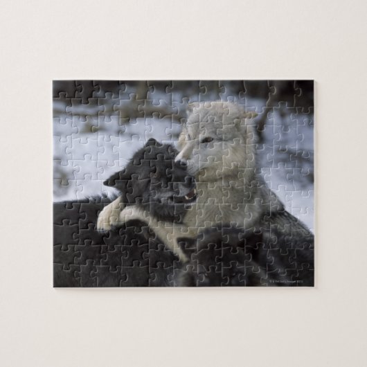 雪の中でアメリカ、モンタナ遊、オオカミ ジグソーパズル (横)
