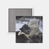 雪の中でアメリカ、モンタナ遊、オオカミ マグネット (正面/裏面)