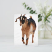 雪の中でスンニ派出物 ポストカード (スタンド正面)