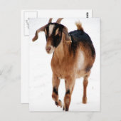 雪の中でスンニ派出物 ポストカード (正面/裏面)