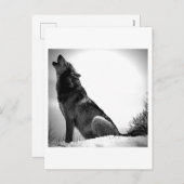 雪の中でハウリングオオカミ シーズンポストカード (正面/裏面)