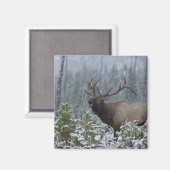 雪の中でブルElk呼び出し、バグ、イエローストーン マグネット (正面/裏面)